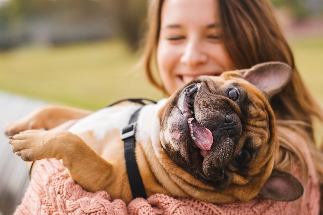 Accent-About-Dogs Accent-About-Dogs