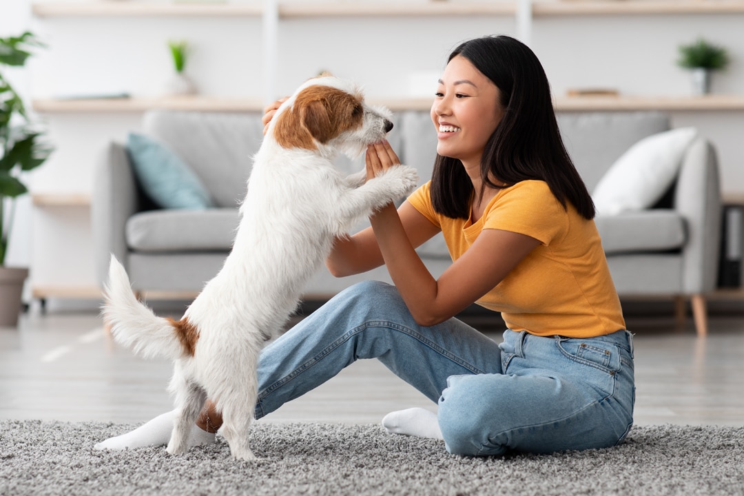 CTA-dog-training CTA-dog-training