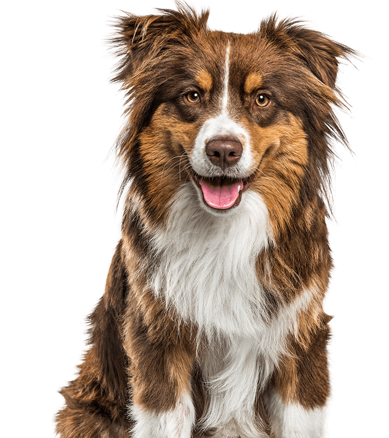 doggo doggo